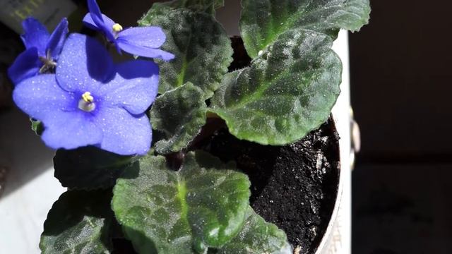 Фиалка цветок смотреть онлайн