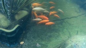 Уход за прудом.Вода как символ качества. Баланс в пруду