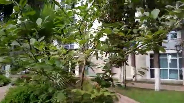 Магнолия.Растения Абхазии смотреть онлайн