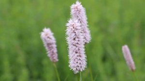 Горец змеиный Змеевик большой Bistorta officinalis