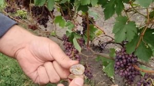 Обзор виноградника 2023