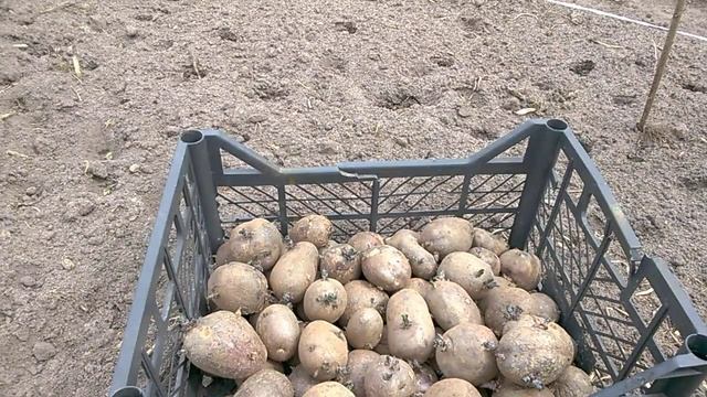Ранний картофель. Секреты посадки и ухода