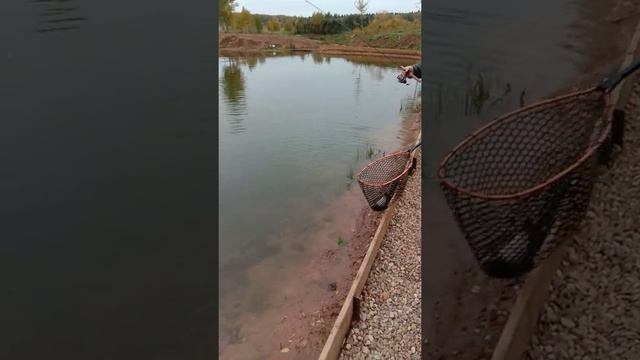 Поимки продолжаются. РЫБАЛКА В ДУРЫКИНО