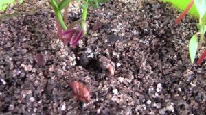 Выращивание кедра в квартире - 3 - хронология роста 2 недели