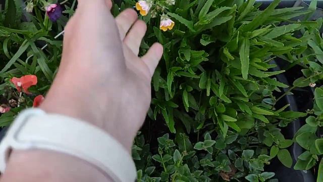 композиции в кашпо с колеусами смотреть онлайн