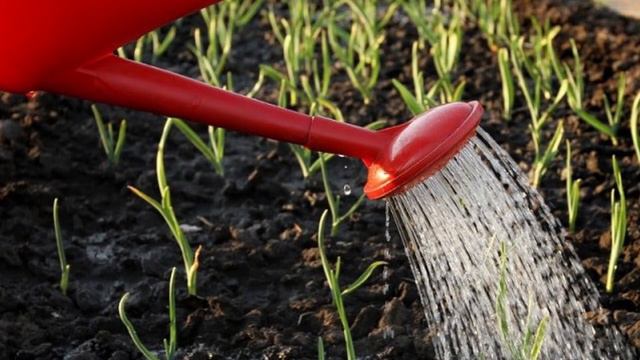 Об этом стоит знать каждому дачнику! Чем лучше подкормить чеснок смотреть онлайн