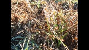 Как легко вывести пырей с грядок