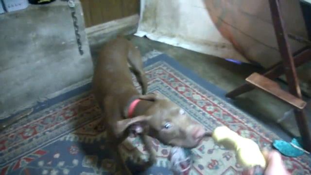 Tug Time with Thunder смотреть онлайн