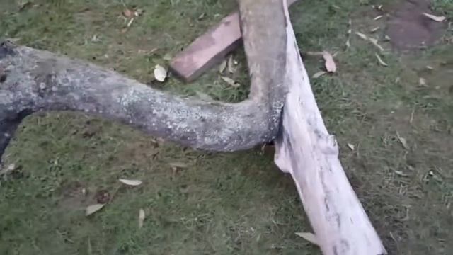 Я свалила большое и больное дерево . смотреть онлайн