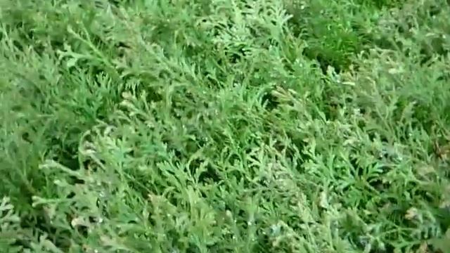 Туя колоновидная западная Колумна 2-х летка. Туя Колоновидная (Thuja occidentalis Columna) смотреть онлайн