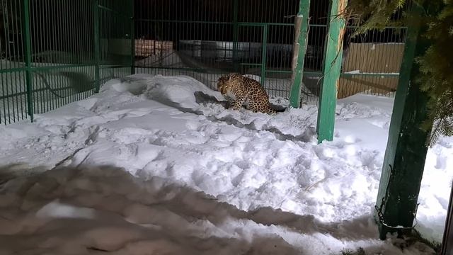 У леопарда тоже есть игрушка смотреть онлайн