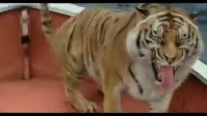 Одни в лодке тигр и человек