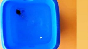 Речевые игры