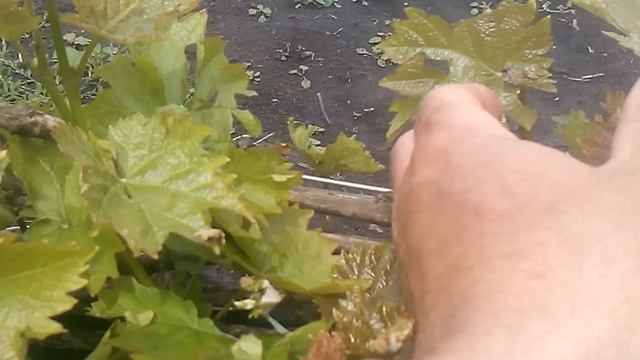 Антракноз на листьях винограда