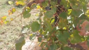 Виноград "каберне" на моем участке