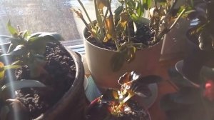 ЭУСТОМА зимой на окне.Мои выводы.