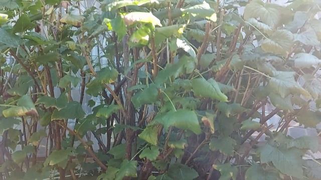 Душистая, ароматная  мята для чая. Готовлю к сушки.