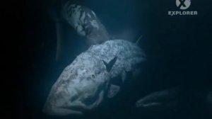 Прогулки с морскими чудовищами (Часть 3): Дьявольский аквариум | Доисторические животные