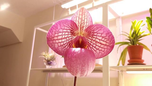 Paphiopedilum Magic Lantern (micranthum X Delenatii)