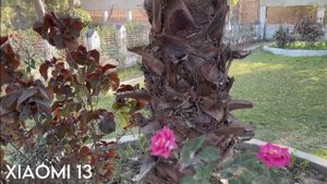 Samsung Galaxy S23 vs iPhone 14 vs Xiaomi 13 Camera Test