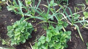 Клубника.  Когда лучше пересаживать?!