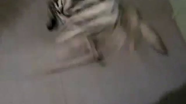 Самые прикольные домашние животные