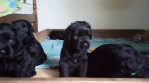 Русский черный терьер щенки 1 месяц