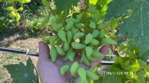 Наш урожай. 29 июня 2024 г.