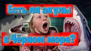 Есть ли акулы в Чёрном море в Крыму?