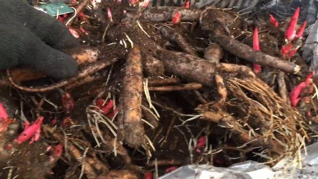 Pasteleganse Peony пион Пастелеганс видео 11 02 20