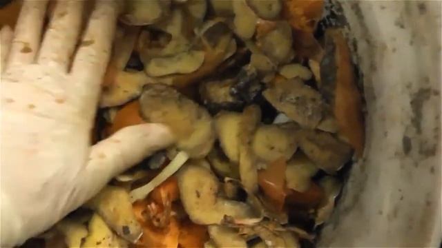 Чем кормить червей и другие условия содержания Старателя