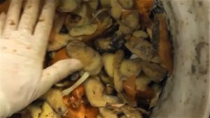 Чем кормить червей и другие условия содержания Старателя
