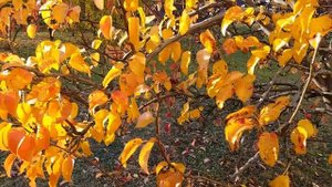 Золотая Осень! Золотая Груша! Киев 27 Октября 2021год!