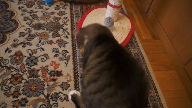 Кот "Белка" - из дворового в домового :) смотреть онлайн