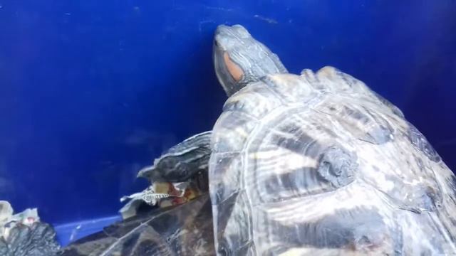 Выпускаю черепах жили со мной 2 года смотреть онлайн