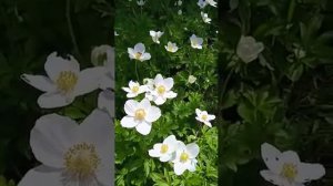 звуки природы 🥰смотреть со звуком 😁🌹🌱🌿🌾👍#весна#дача#май#красота#природа#смотрисозвуком#цветы#зелень