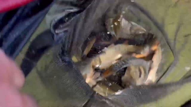 Малый безлимит - отличный клев линя смотреть онлайн