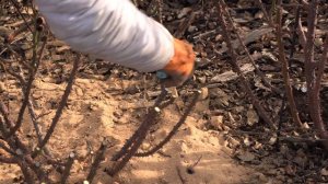 обрезка розы весной, питомник роз полины козловой - rozarium.biz,  spring pruning of garden roses