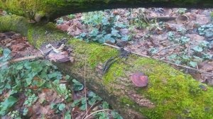 ❗Дедалеопсис трехцветный❗ #video #nature #shortsvideo #shortvideo #природа #fun #funny #грибы #short