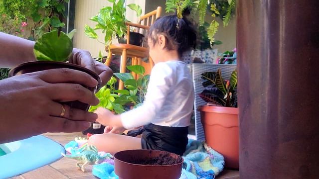 Minha rotina com as minhas plantas do quintal  Tour plantas de casa 
