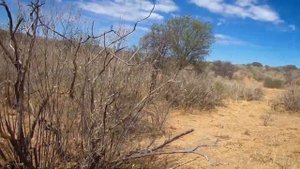 САФАРИ. Охота на африканского кабана  СЕКАЧА (бородавочника). Трофей.