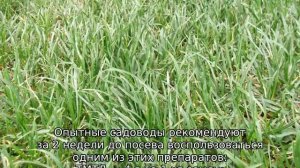 Устройство газона посевного: технология и уход