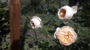 Джуд де Обскур