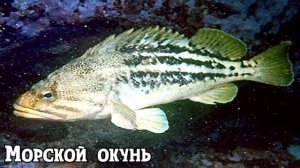 ТОП 10 САМЫХ ЯДОВИТЫХ РЫБ