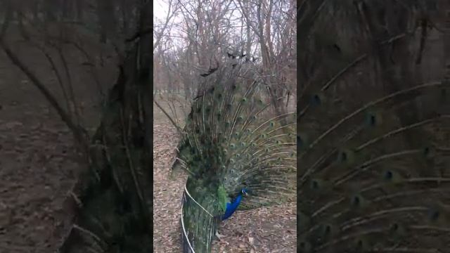 Павлины весной в Краснодаре в Ботаническом  саду им. И.С. Косенко