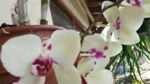 Phalaenopsis creamy yellow with red spots - Hybrid Phal Orchid - in Bloom