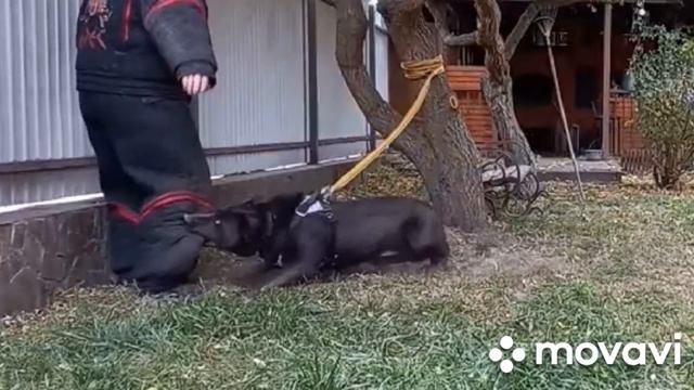 Немецкая овчарка, защита, охрана-дома. смотреть онлайн