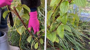 Как сохранить молодые/средние/взрослые гортензии зимой?