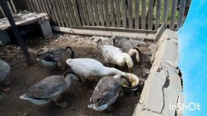 Когда кормить гусей яблоками. Село Пацана