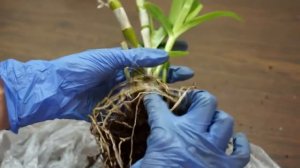 Дендробиум Нобиле:"зрю в корень" :))